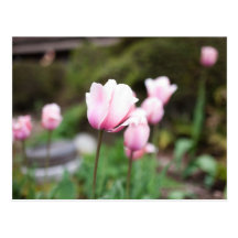 Floral Postcards
