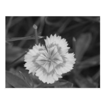 Floral Postcards