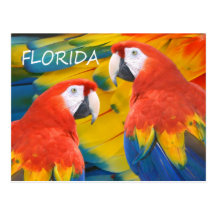 Florida Macaws Postcard