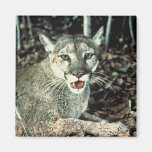 Florida Panther Magnets