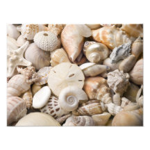 Florida Sea Shell Background - Beach Shells Custom Photographic Print