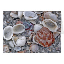 Florida Shell Note Card