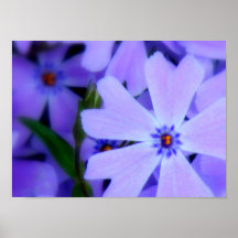 Flower 003 poster