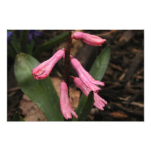 Flower 2 photographic print