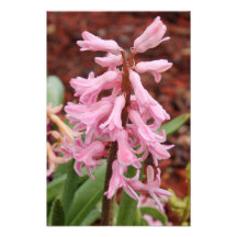 Flower 5 photograph