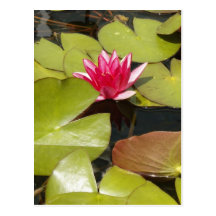 Flower and Lilypads Postcard
