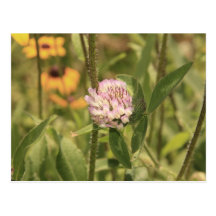 Flower and Stems Postcards