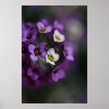 Flower Ball Posters