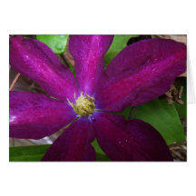 Flower Card, purple shades