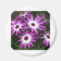flower daisy magnet