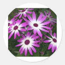 flower daisy stickers