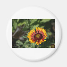 Flower Magnet