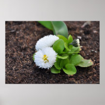 Flower on Canvas - High Quality Photo Print