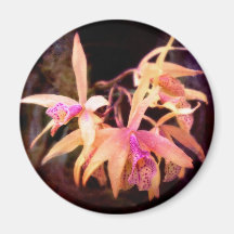 Flower - Orchid - Laelia - Midnight Passion Refrigerator Magnet