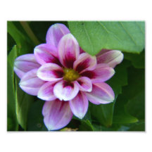 Flower Photo