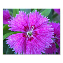 Flower Photo
