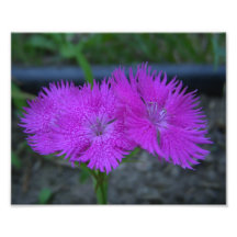 Flower Photo