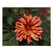 Flower Photo