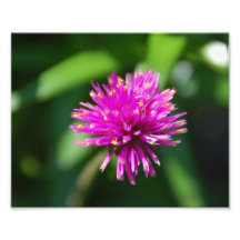 Flower Photo