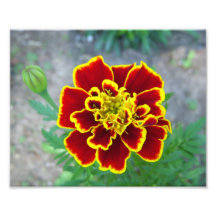 Flower Photo