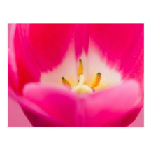 flower postcard