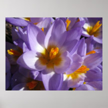 FLOWER POSTERS