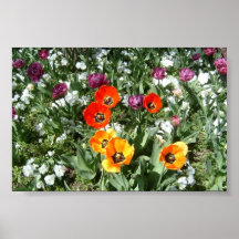 Flower Song Posters