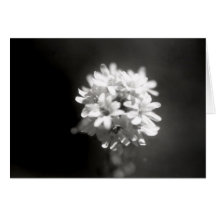 Flower Study 6 Card