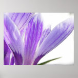 Flower Time - Spring Crocus! Poster