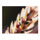 Flower Up Close Post Card