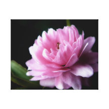 Flowering Almond Stretch Canvas Gallery Wrapped Canvas