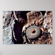 Flowering button cactus posters