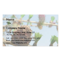 Flowering Larch Close Up Business Card Templates