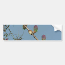 Flowering Larch On Tree Bumper Stickers