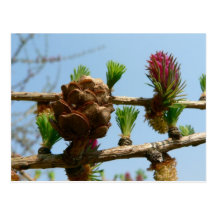 Flowering Larch Postcards