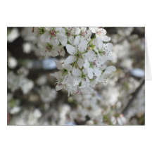 Flowering Pear Tree Bloom Greeting Card