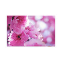 Flowering Plum Tree Blossom Stretched Canvas Print