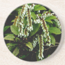 Flowering Shrub Sandstone Coaster