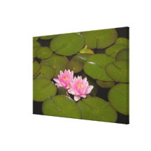 Flowering water lilies stretched canvas print