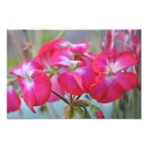 Flowers - Flores Photographic Print
