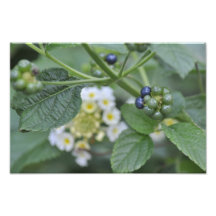 Flowers - Flores Art Photo