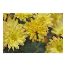 Flowers - Flores Photograph