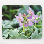 Flowers Frost Ice Dew Winter Mousepads