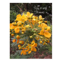 Flowers of Joy Postcard