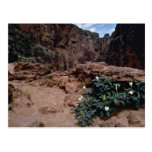 Flowers of the Grand Canyon flowers Postcards