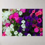 flowers posters