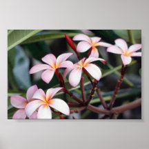 Flowers Posters
