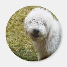 Fluffy Frizzy Bad Hair Day Dog Fridge Magnets