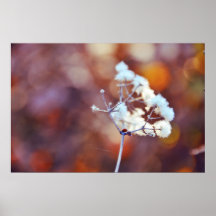 Fluffy plant posters