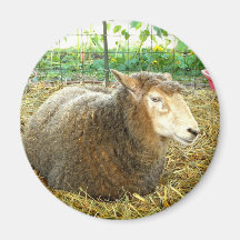 Fluffy Sheep Magnet